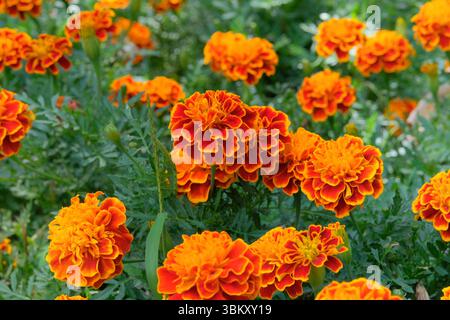 Plante de Marigold avec des fleurs oranges sur un fond blanc. Décoration de jardin. Décoration florale. Banque D'Images