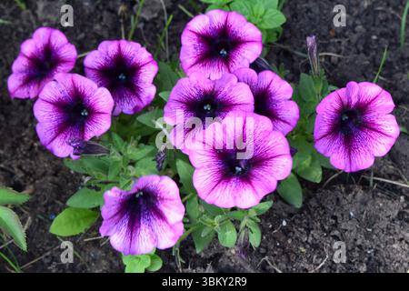 Un groupe de fleurs de pétunia violettes vibrantes avec des centres sombres poussant dans un jardin. Les fleurs sont entourées de feuilles vertes et plantées dans le sol. Banque D'Images