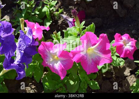 Un lit de fleurs vibrant rempli de différentes couleurs de pétunias. Les fleurs sont principalement dans les tons de blanc, violet, rose et rouge. Les pétunias sont lus Banque D'Images