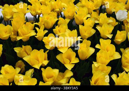 Un champ densément peuplé de tulipes jaunes, le tout fleurissant en harmonie. Les fleurs se distinguent par leur couleur vibrante et sont entourées de vert foncé Banque D'Images