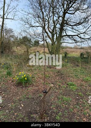 Petit bouleau planté, Green Drive Woodland, Lytham St Annes, Lancashire, Angleterre, ROYAUME-UNI Banque D'Images