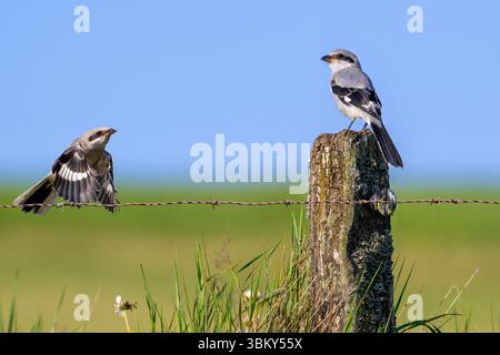 Grande chrisse grise (Lanius excubitor) juvénile en vol et autres jeunes perchés sur un poteau de clôture en bois altéré le long de la prairie fin printemps / début été Banque D'Images
