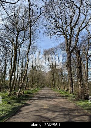 Green Drive Woodland, Lytham St Annes, Lancashire, Angleterre, Royaume-Uni Banque D'Images
