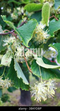 Fleurs de tilleul fleurissant avec des feuilles vertes sur les branches d'arbres en été Banque D'Images