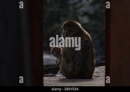 Une paire de macaques barbaresques à la maison dans leur monastère Banque D'Images