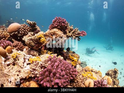 Deux plongeurs explorent un récif corallien dynamique regorgeant de vie marine, mettant en valeur la beauté et la biodiversité de l'écosystème sous-marin. Banque D'Images
