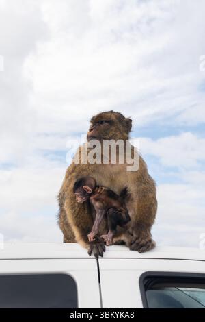 Une mère singe est assise protectrice sur un véhicule blanc avec son bébé. Rocher de Gibraltar Banque D'Images