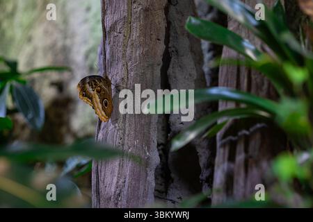 Gros plan de papillon brun avec de grandes taches oculaires reposant sur l'écorce d'arbre dans une serre tropicale avec des feuilles vertes luxuriantes. Banque D'Images
