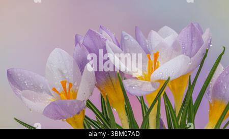 États-Unis, État de Washington, Seabeck. Gros plan de fleurs de crocus. Banque D'Images