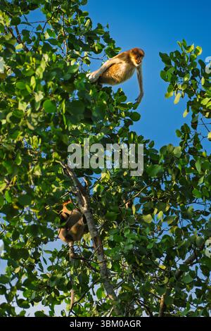 Un singe proboscis saute énergiquement à travers la canopée de la cime des arbres, silhouette sur le ciel bleu clair dans la forêt de mangroves près de la ville de Balikpapan. Banque D'Images