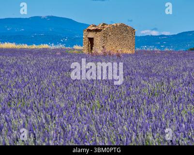 France, Provence. Vieille maison de briques dans les champs de lavande. Banque D'Images
