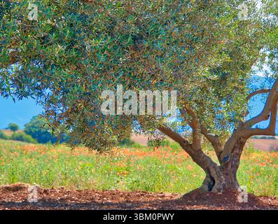 France, Provence. Olivier solitaire dans Valensole wit coquelicots dans le champ Banque D'Images