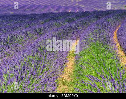 France, Provence. Motif S-cure dans la lavande Banque D'Images