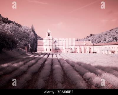 France, Provence. Champs de lavande violette fleuris à l'abbaye de Senanque. Banque D'Images