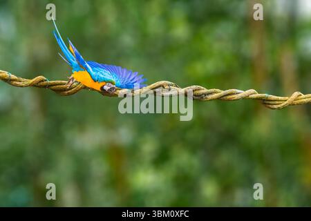 Un Macaw décollant d'une corde Banque D'Images