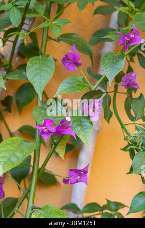 Casco Antiguo, Séville, Andalousie, Espagne. Fleurs violettes poussant sur un mur de stuc orange. Banque D'Images