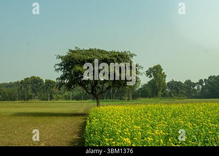 Champ de moutarde jaune en pleine floraison, s'étendant en bas à droite du cadre. Un arbre éminent et mature avec une large canopée verte se dresse sentinelle Banque D'Images