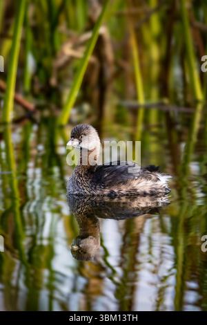 Une grèbe à bec de pied flotte tranquillement dans le marais des marais de Viera Wetlands dans le comté de Brevard, Floride, États-Unis. Banque D'Images