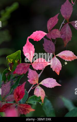 Virgina Creeper est une plante de vinification commune au sud-est des États-Unis. À l'approche de l'automne, ses feuilles deviennent rougeâtres. Banque D'Images