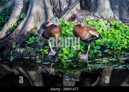 des canards sifflants à ventre noir cohabitent au bord d'un marais boisé. Banque D'Images