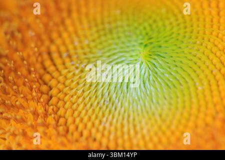 États-Unis, Indiana, Carmel. Gros plan de tournesol. Banque D'Images