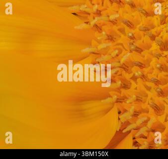 États-Unis, Indiana, Carmel. Gros plan de tournesol. Banque D'Images