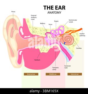 Anatomie de l'oreille Banque D'Images