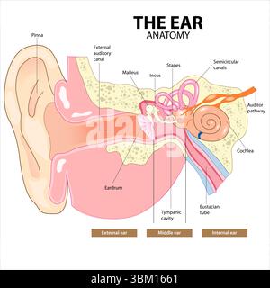 Anatomie de l'oreille Banque D'Images