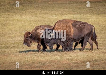 Un groupe de bisons, un taureau, une vache et un veau traversent la prairie. Banque D'Images