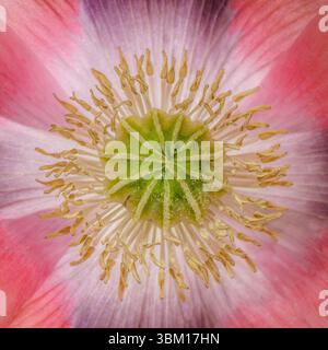 États-Unis, État de Washington, Seabeck. Gros plan sur le coquelicot rose. Banque D'Images