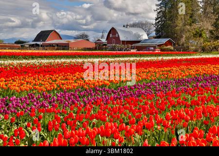 États-Unis, État de Washington, vallée de Skagit. (Usage éditorial uniquement) Banque D'Images