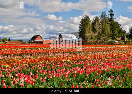 États-Unis, État de Washington, vallée de Skagit. (Usage éditorial uniquement) Banque D'Images