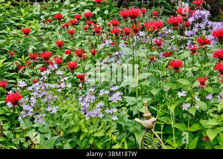 États-Unis, État de Washington, Sammamish. Beebalm rouge dans le jardin Banque D'Images