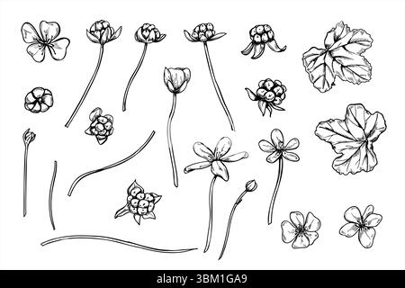 Mûrier monochrome avec baies, fleurs, feuilles et tiges illustration vectorielle clip Ensemble de baies nordiques pour guides botaniques, design de la nature Illustration de Vecteur