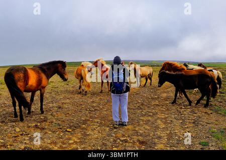 Femme prenant une photo de chevaux en Islande Banque D'Images