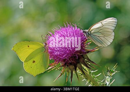 Papillons ; Brimstone commun, Gonepteryx rhamni, Pieridae et blanc à veines noires, Aporia crataegi, Pieridae, sur une fleur de chardon Marie, Silybum mari Banque D'Images