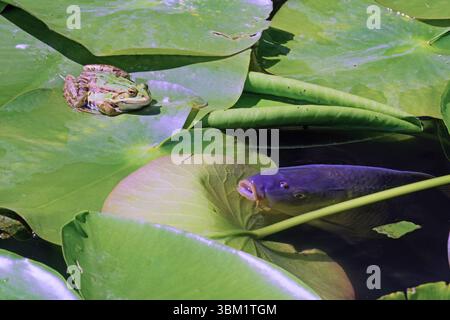 vie dans un petit lac ; grenouille d'eau commune repose sur une feuille de nénuphar tandis qu'une carpe européenne émerge de l'eau Banque D'Images