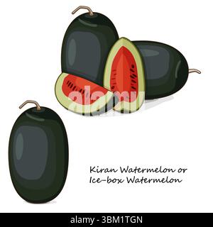 Pastèques Kiran entières et hachées. Boîte à glace pastèque. Citrullus lanatus. Légumes. Clipart. Illustration vectorielle isolée. Illustration de Vecteur