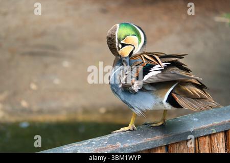 Un canard de poule coloré se tient sur une clôture et tourne la tête sur le côté. Le fond est flou et montre la nature verte au printemps ou en été. Banque D'Images
