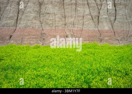 Herbe devant la roche colorée, parc national des Badlands, Dakota du Sud, États-Unis. Banque D'Images