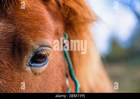 Œil sur un cheval qui vous regarde de près Banque D'Images