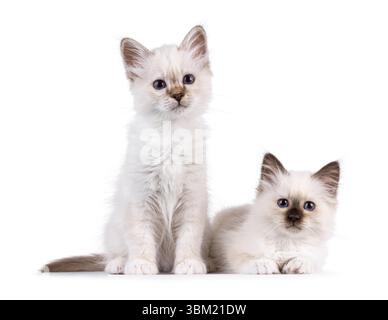 Adorable duo de chatons chat Sacred Birman, assis et couchés les uns à côté des autres. Les deux regardent vers la caméra avec des yeux bleus spécifiques à la race. Isolé sur un Banque D'Images