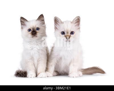 Adorable duo de chatons chat Sacred Birman, assis les uns à côté des autres. Les deux regardent vers la caméra avec des yeux bleus spécifiques à la race. Isolé sur un dos blanc Banque D'Images
