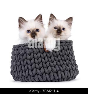 Adorable duo de chatons chat Sacred Birman, assis dans un panier tricoté gris. Les deux regardent vers la caméra avec des yeux bleus spécifiques à la race. Isolé sur un blanc Banque D'Images