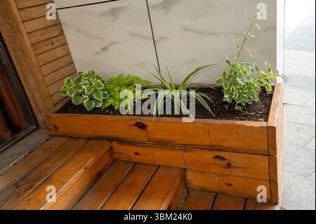 Composition décorative dans la cour de la maison avec des plantes vertes Banque D'Images
