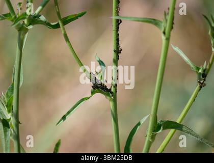 Pucerons et fourmis sur tige de plante. Concept d'insectes nuisibles et de jardinage. Banque D'Images