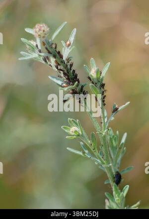 Pucerons sur tige de plante. Concept d'insectes nuisibles et de jardinage. Banque D'Images