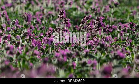 'Red Campion Flowers, Silene dioica, poussant sur Cliff Edge, Yorkshire Banque D'Images