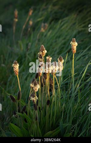 Ribwort plantain fleur au soleil, Plantago lanceolata. Banque D'Images