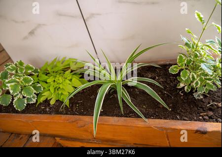 Composition décorative dans la cour de la maison avec des plantes vertes Banque D'Images
